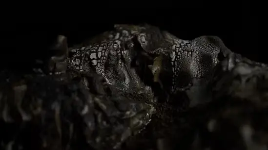 ENTANGLED er en multisensorisk og multiorganisk installation