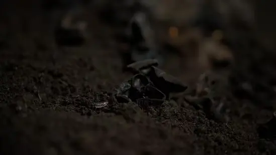 ENTANGLED er en multisensorisk og multiorganisk installation